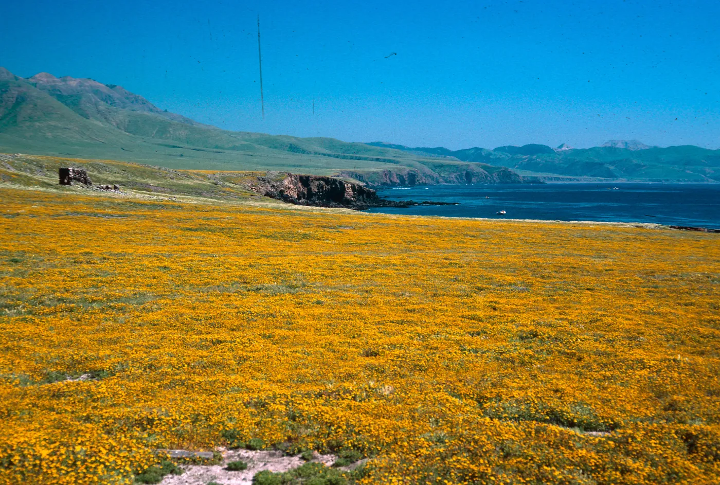 Lasthenia, Fraser Point, Santa Cruz Island
