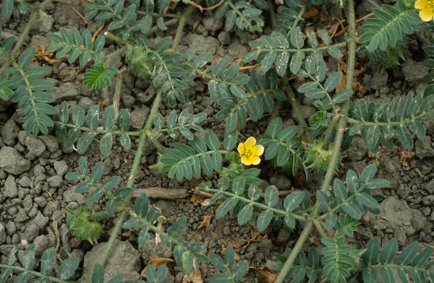 Seal Beach, Tribulus, Orange County