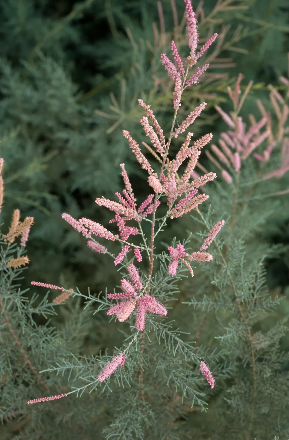 Tamarix ramosissima, El Centro, Imperial County
