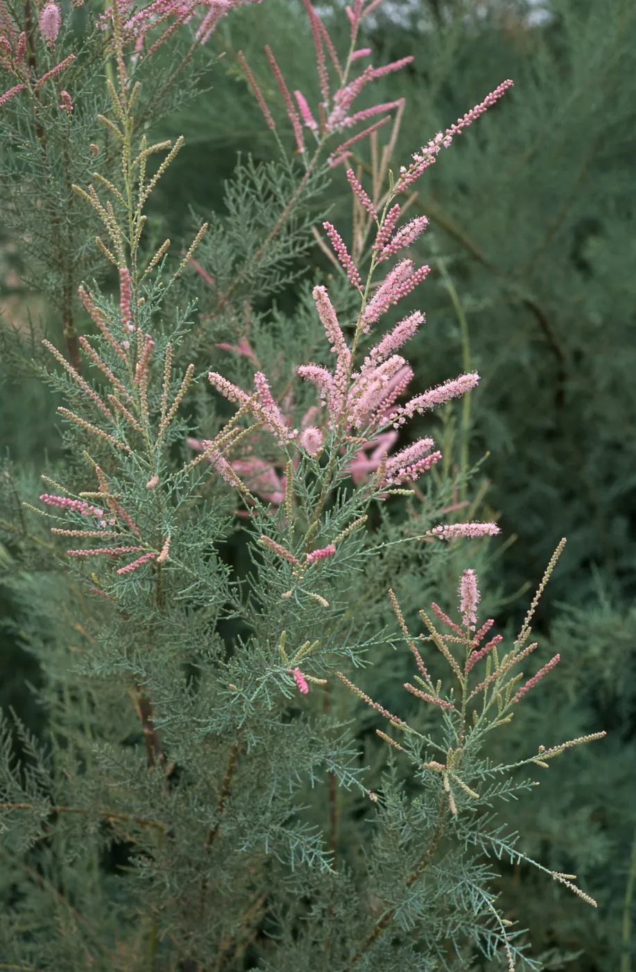 Tamarix ramosissima, El Centro, Imperial County