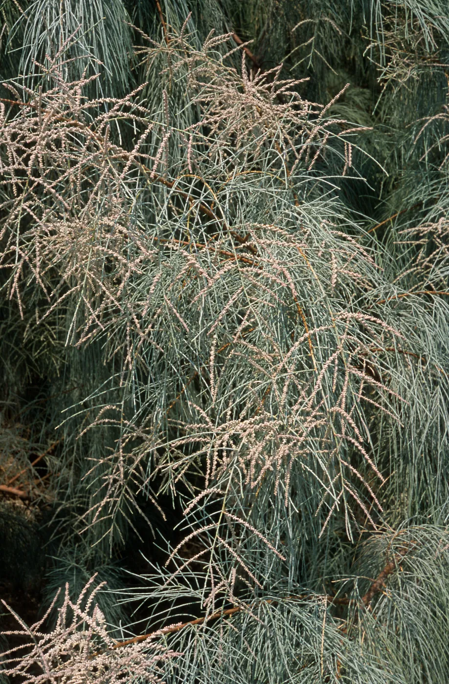 Tamarix aphylla, El Centro, Imperial County