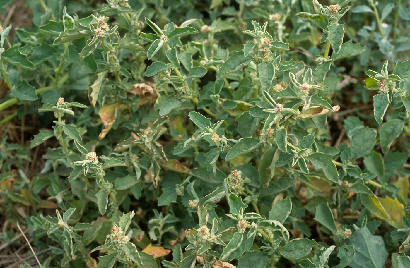 Atriplex suberecta, Seal Beach, Orange County