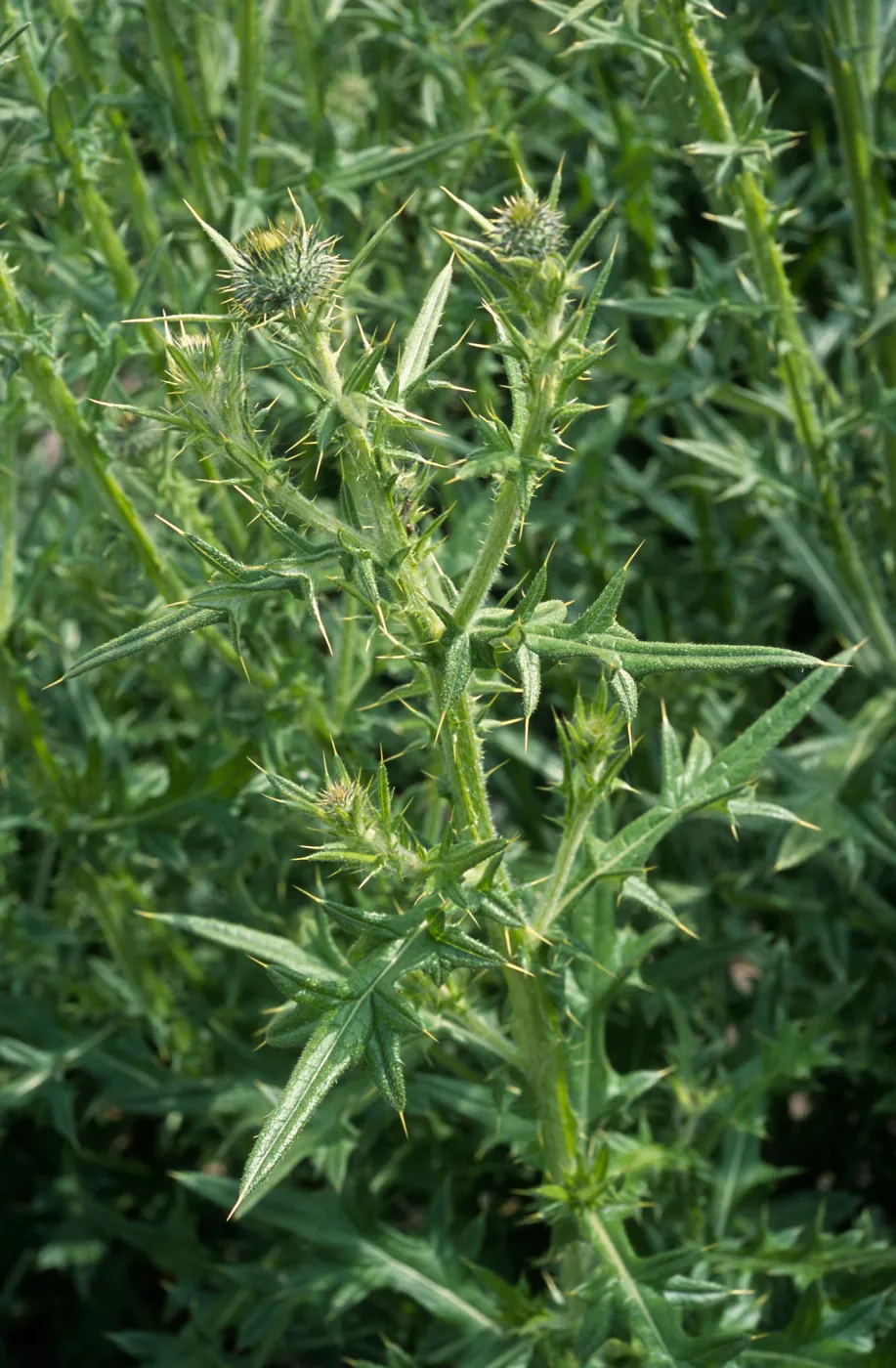 Cirsium vulgare, Seal Beach, Orange County