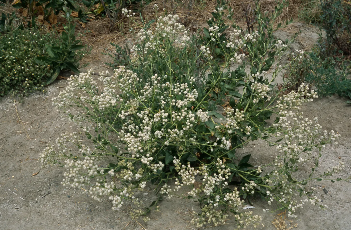 Lepidium latifolium, Seal Beach, Orange County