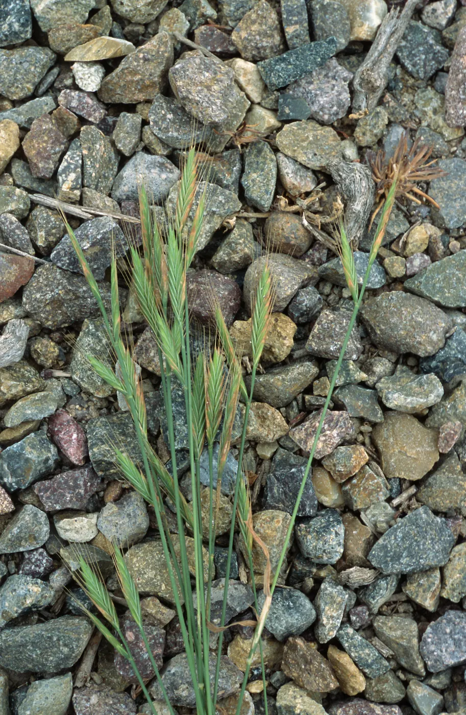 Brachypodium, Point Loma, San Diego County