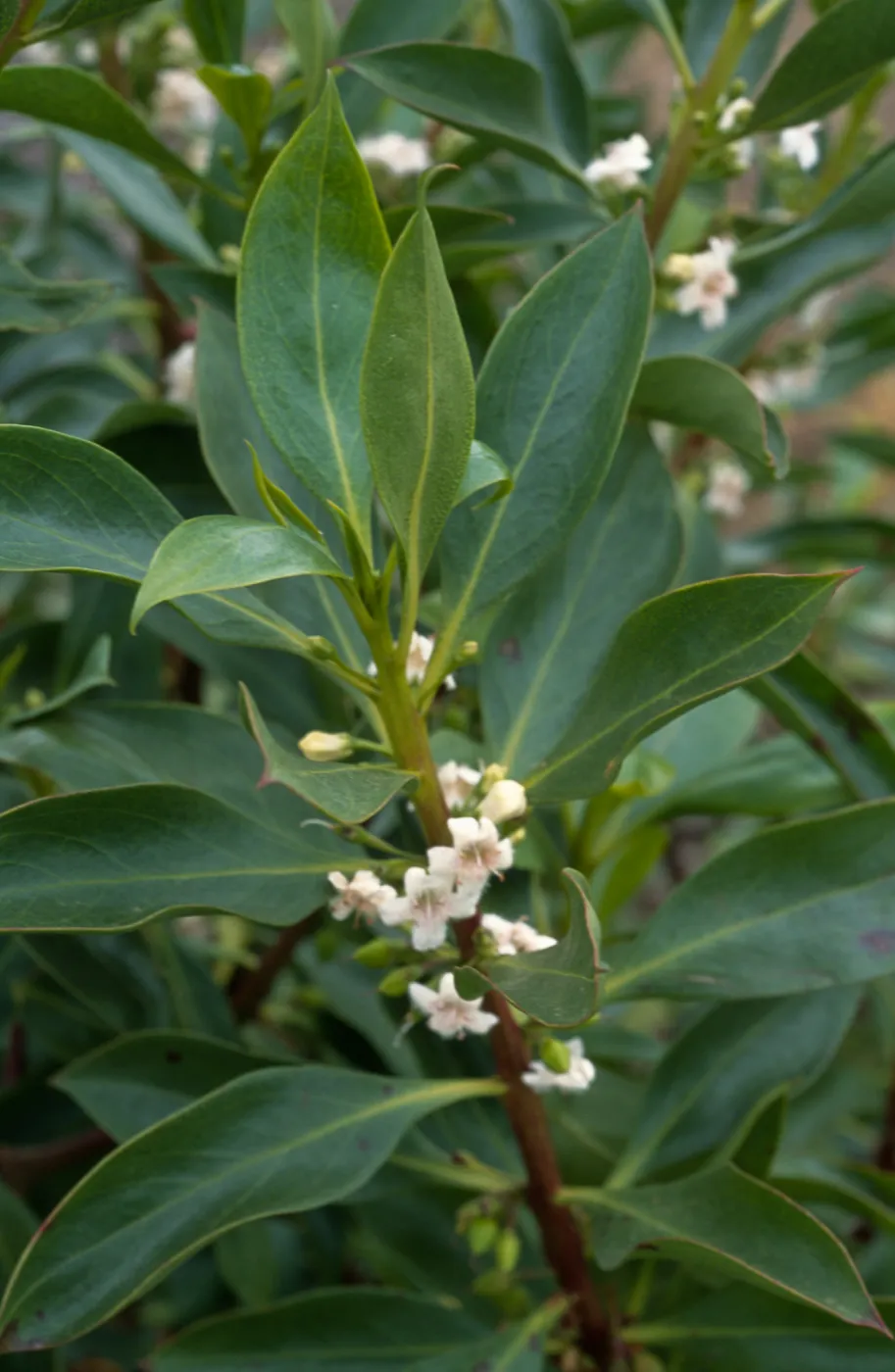 Myoporum, Point Loma, San Diego County