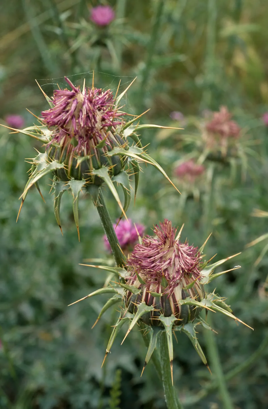 Silybum marianum, Seal Beach, Orange County