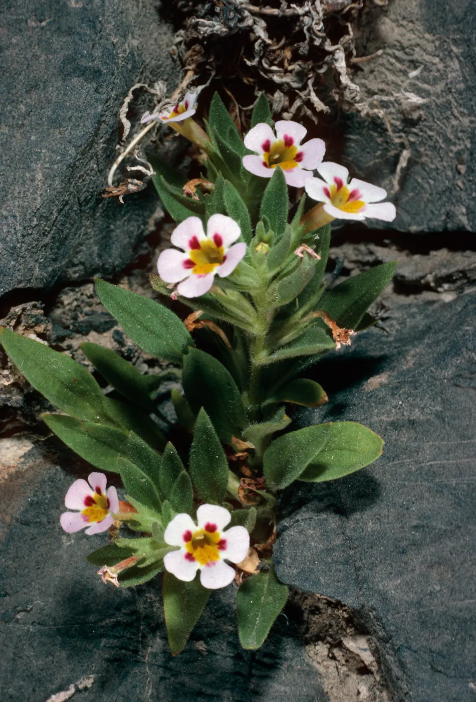 Mimulus rupicola, Eureka Valley Road, Death Valley
