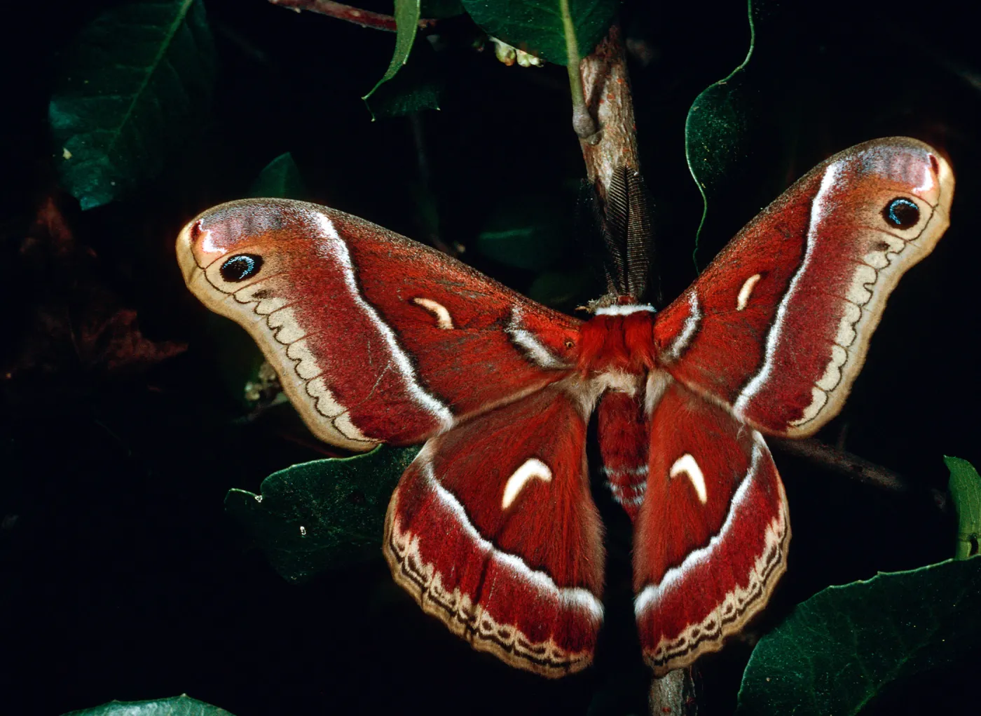 Ceanothus Silk Moth, Santa Barbara Botanic Garden