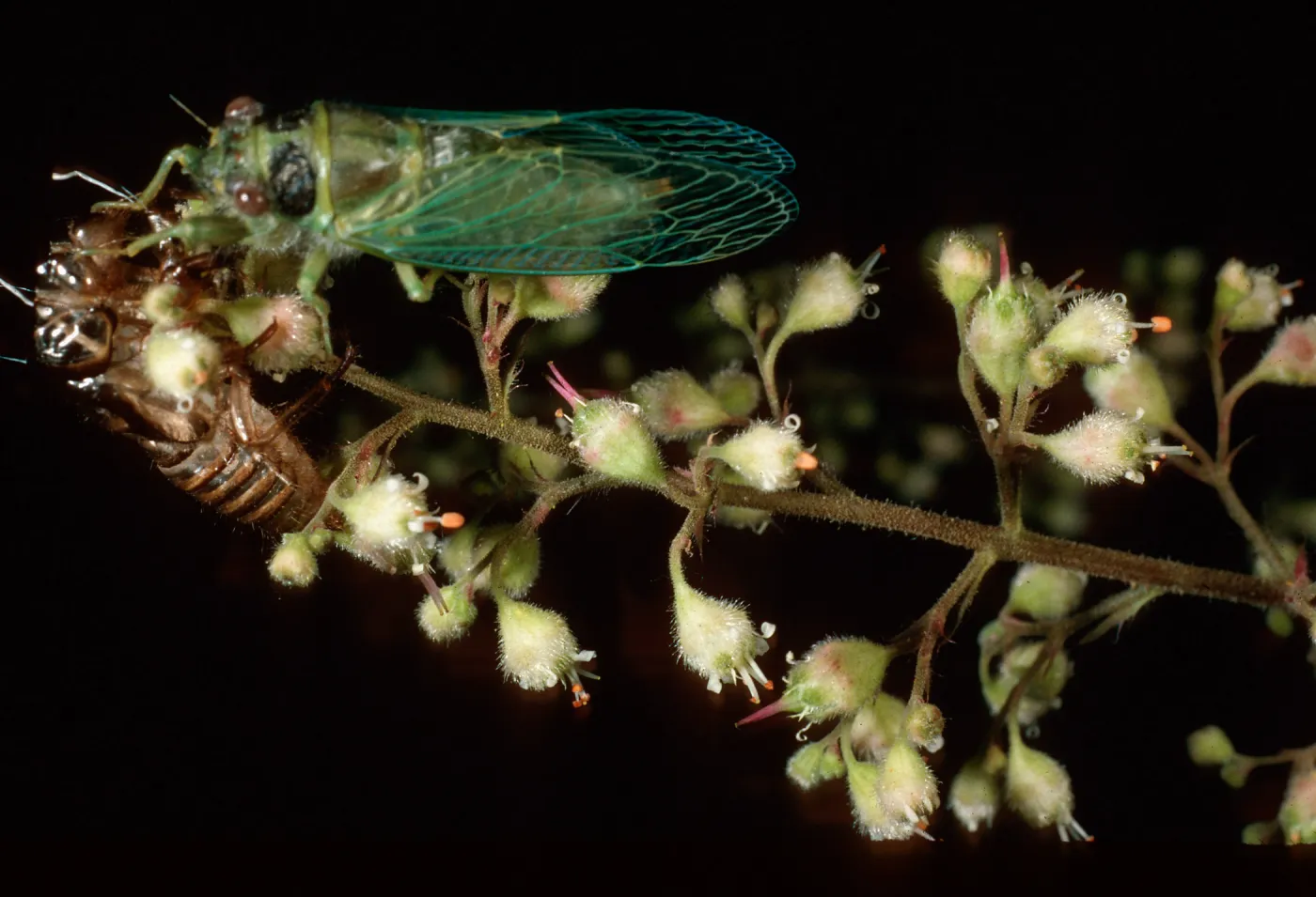 Cicada on Heuchera maxima, Santa Barbara Botanic Garden