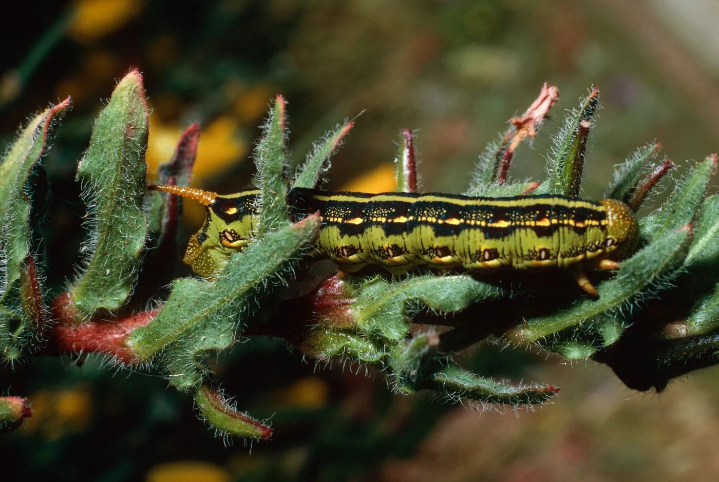 Hornworm on Camissonia, mouth of Pozo Canyon, Santa Cruz Island