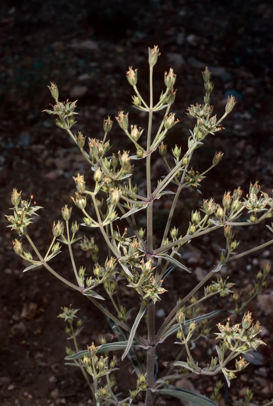 Frasera puberulenta, Grandview Campground, White Mountains, Owens Valley, Sierra Nevada