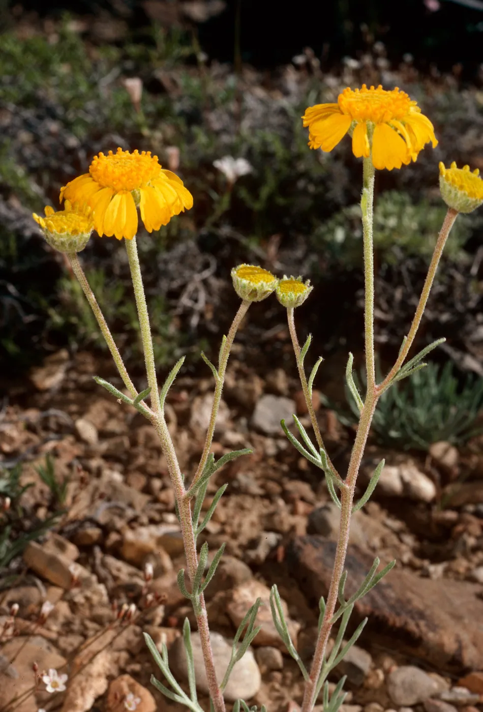 Hymenopappus filifolius, South of Schulman Grove, White Mountains, Owens Valley, Sierra Nevada