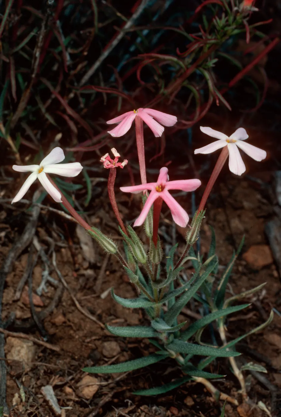 Phlox stansburyi, South of Schulman Grove, White Mountains, Owens Valley, Sierra Nevada