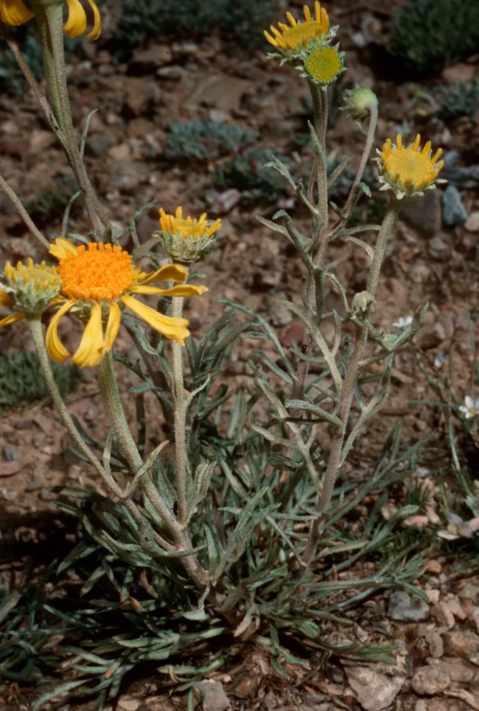 Hymenopappus, Schulman Grove, White Mountains, Owens Valley, Sierra Nevada