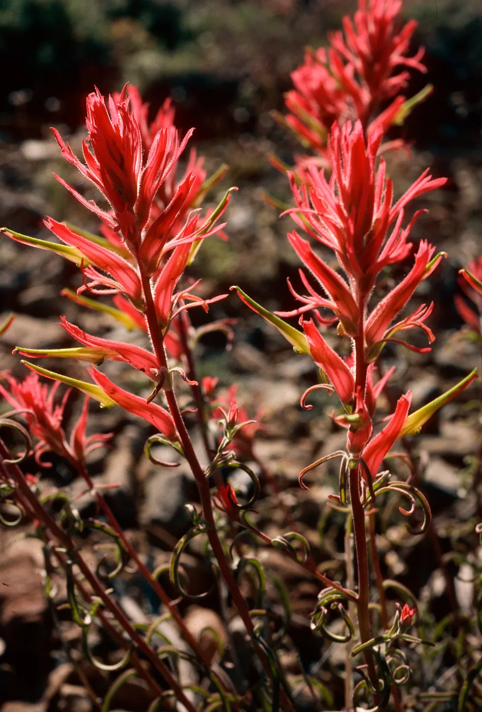 Castilleja linariaefolia, South of Schulman Grove, White Mountains, Owens Valley, Sierra Nevada