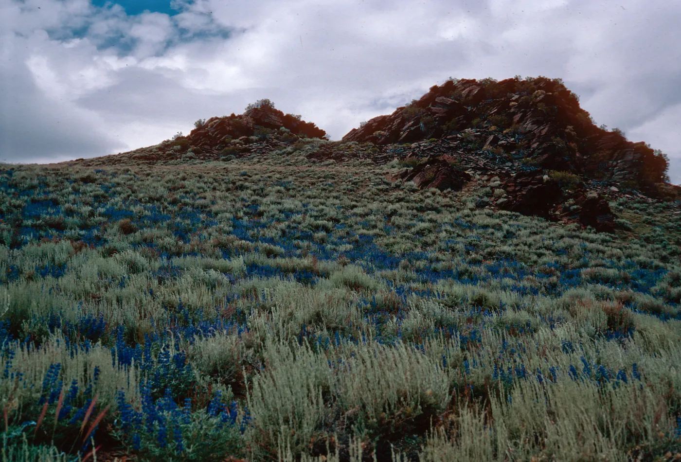 Lupinus argentus in sagebrush, head of Wyman Canyon, White Mountains, Owens Valley, Sierra Nevada