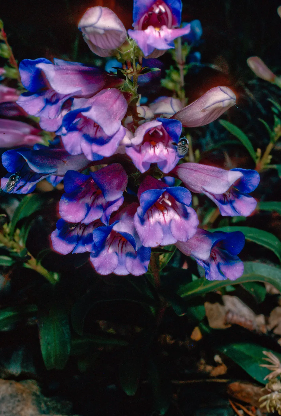 Penstemon speciosus, South of Schulman Grove, White Mountains, Owens Valley, Sierra Nevada