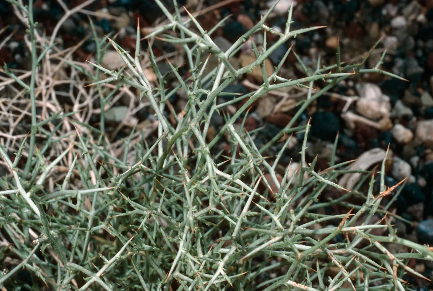 Lygodesmia spinosa, Westgard Pass, Inyo National Forest, White Mountains