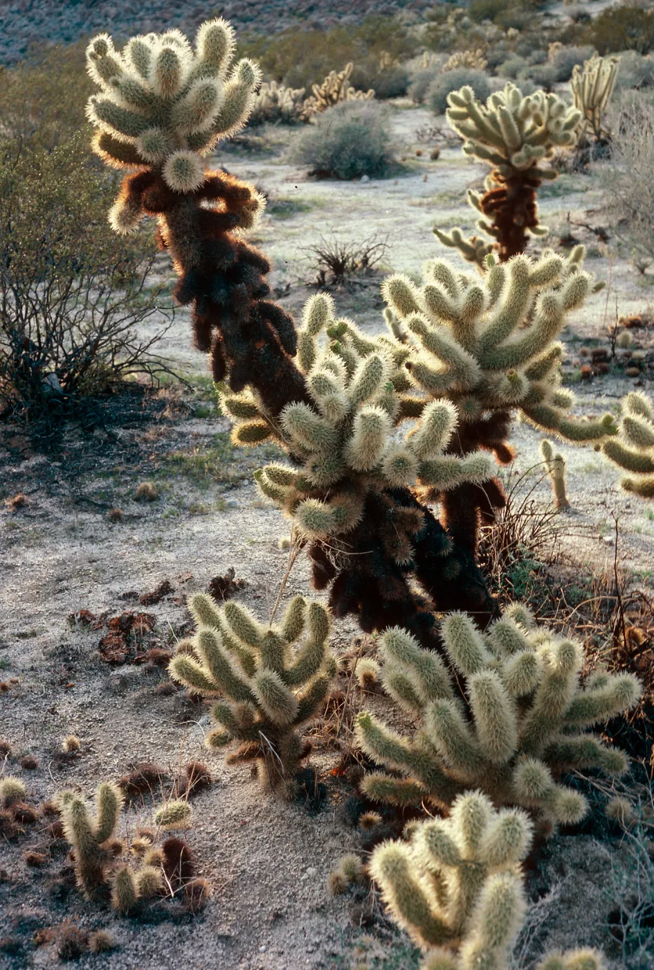Opuntia bigelovii, Anza Borrego