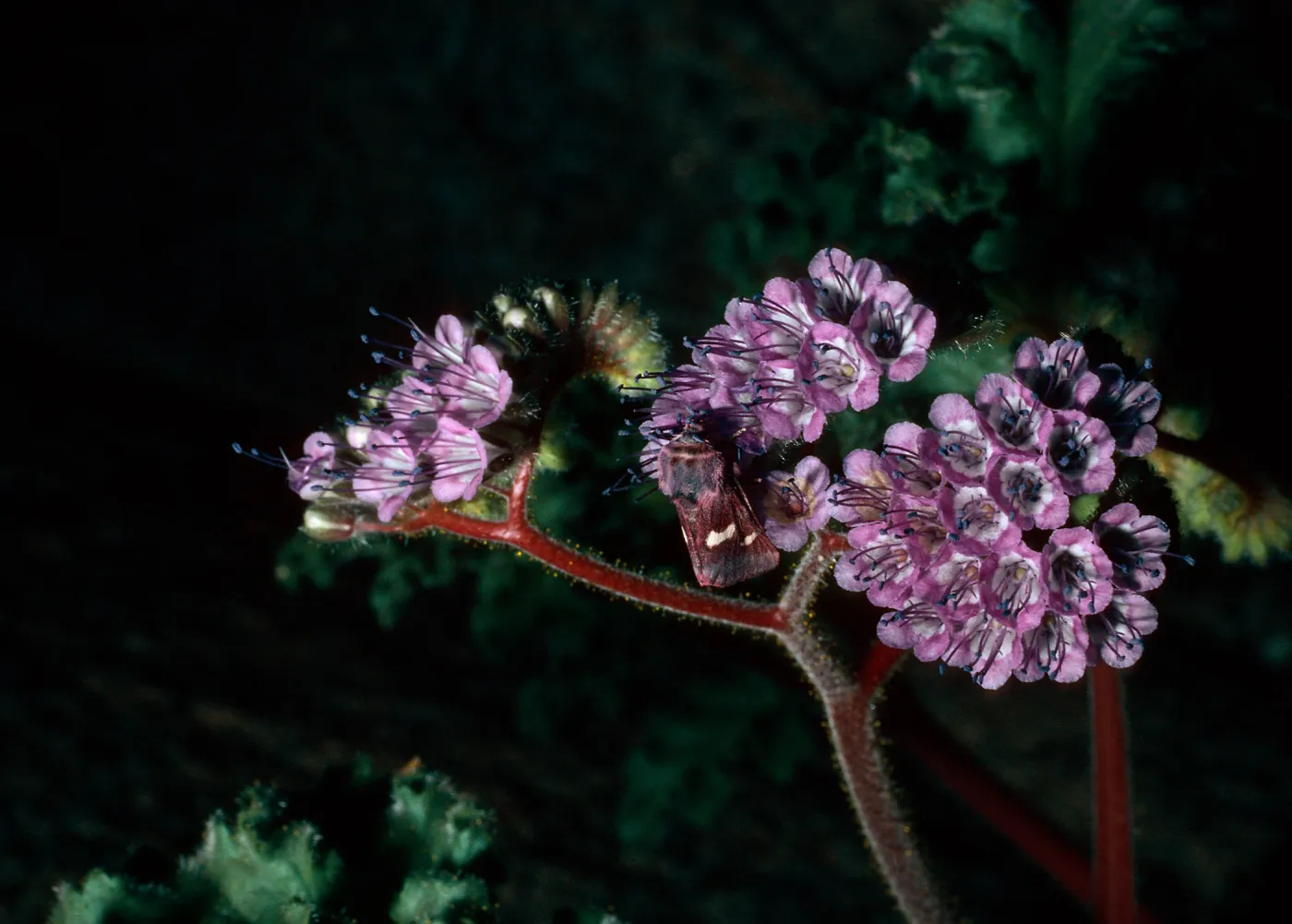 moth on Phacelia crenulata, Bow Willow, Anza Borrego