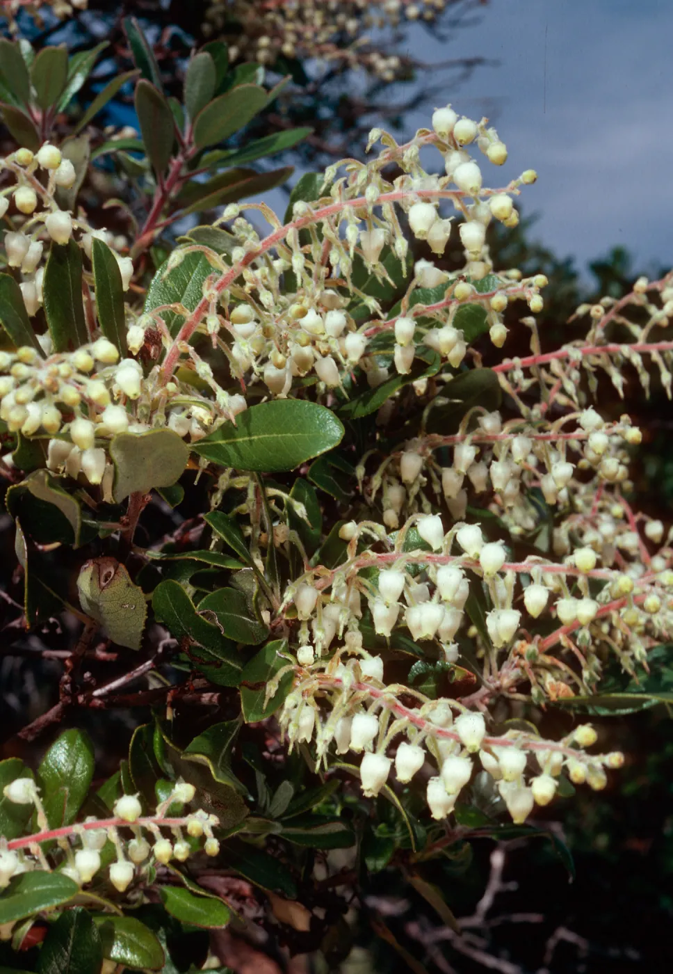 Comarostaphylis diversifolia, West of Prisoners Harbor, Santa Cruz Island