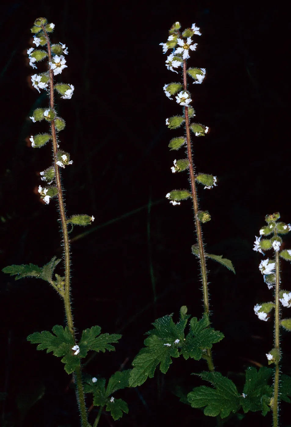 Lithophragma maximum, 2nd canyon south of Malo, San Clemente Island