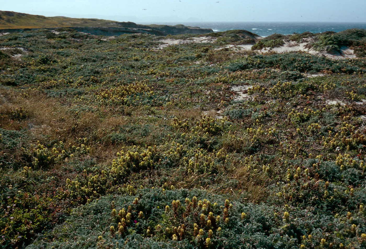 Castilleja mollis, SR-607, West of Jaw Gulch, Santa Rosa Island