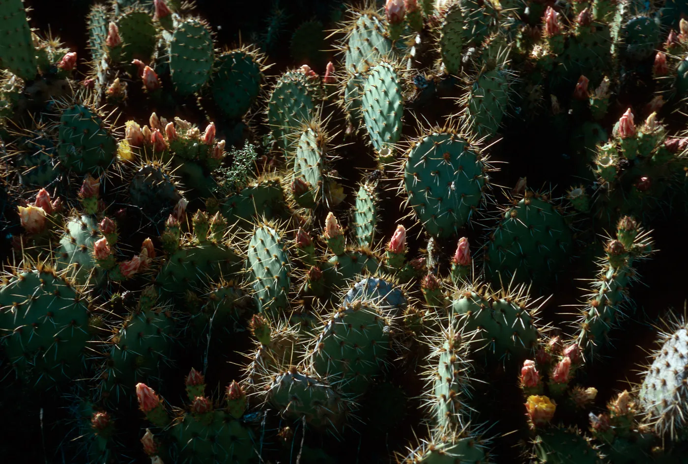 Opuntia oricola, Southeast slopes, San Nicolas Island