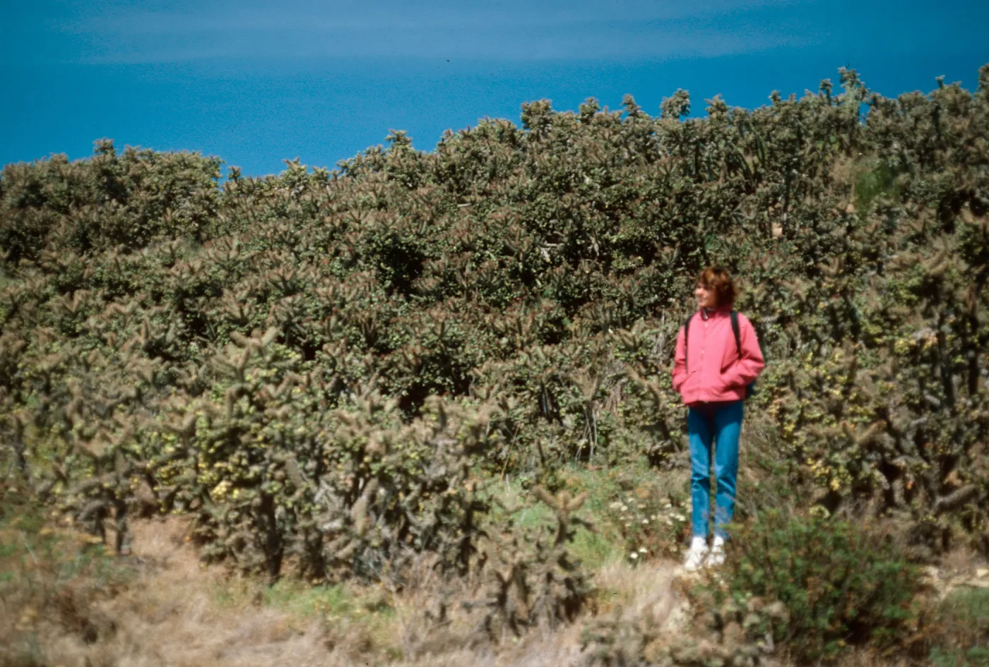 Opuntia prolfera, top of South bluffs, by field station, San Nicolas Island