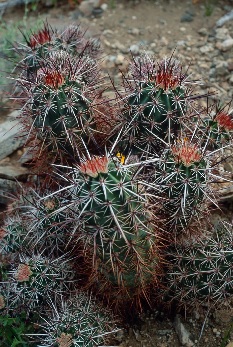 North of pass, Joshua Tree