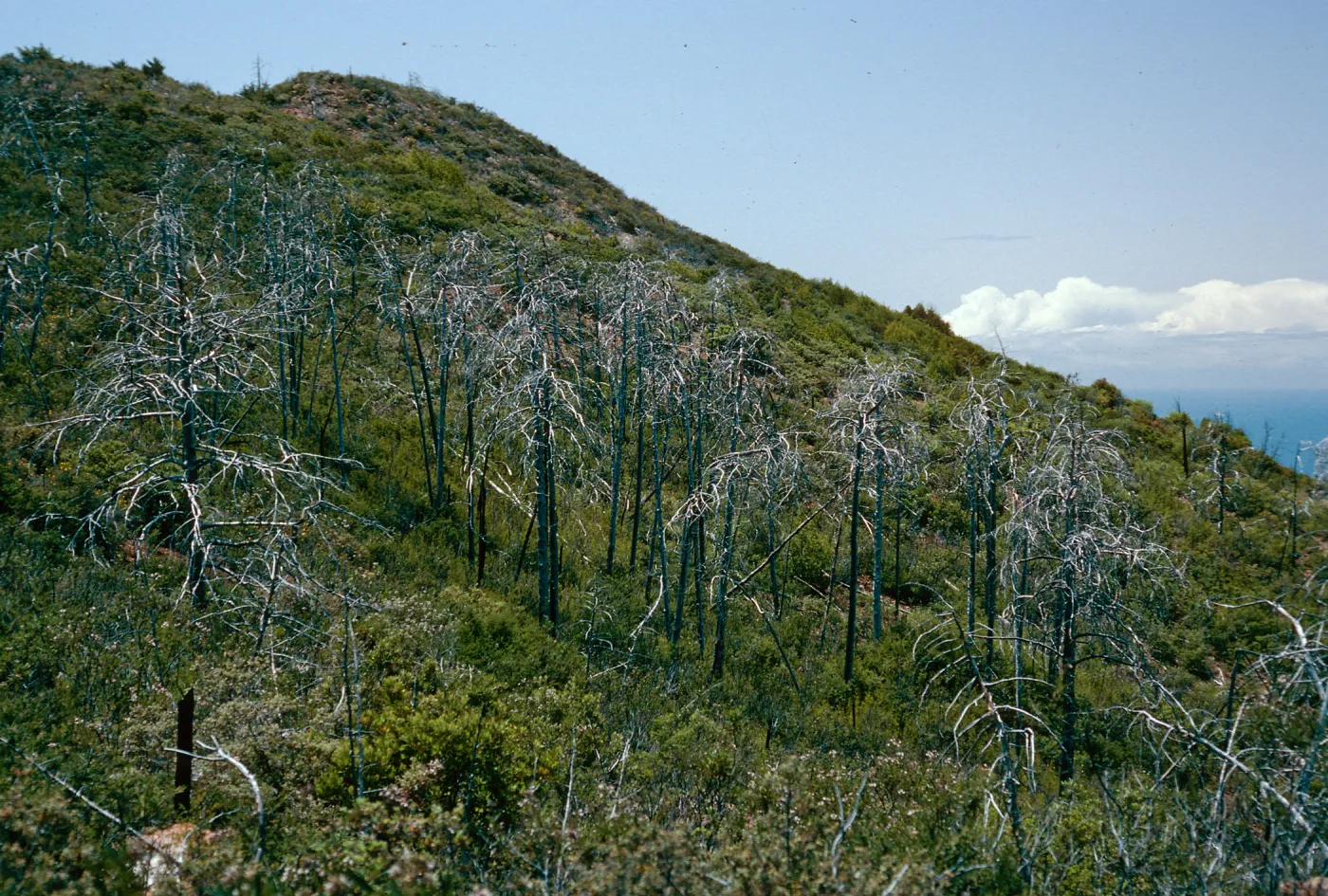 burned Cupressus sargentii, Lions Den, Big Sur