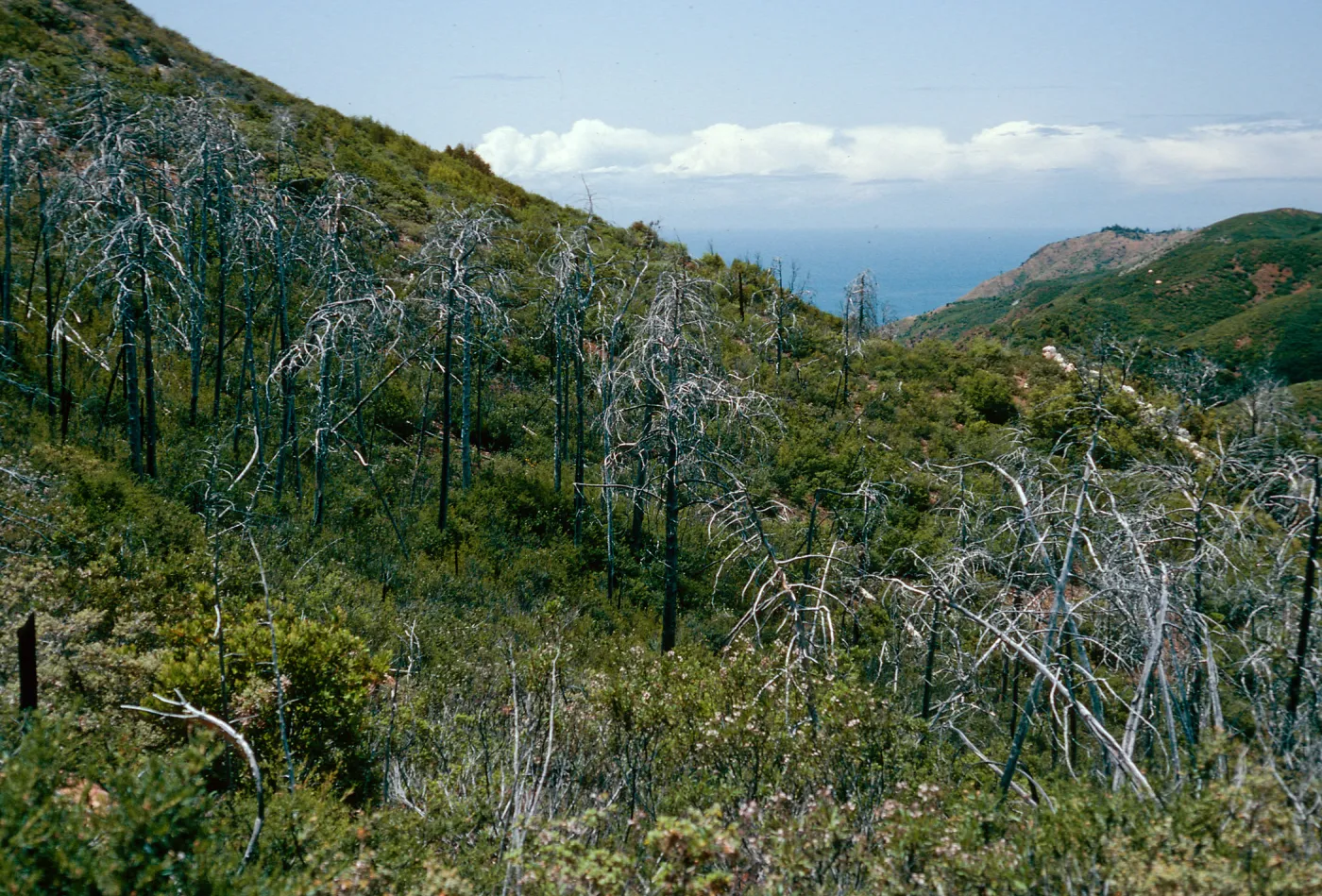 burned Cupressus sargentii, Lions Den, Big Sur