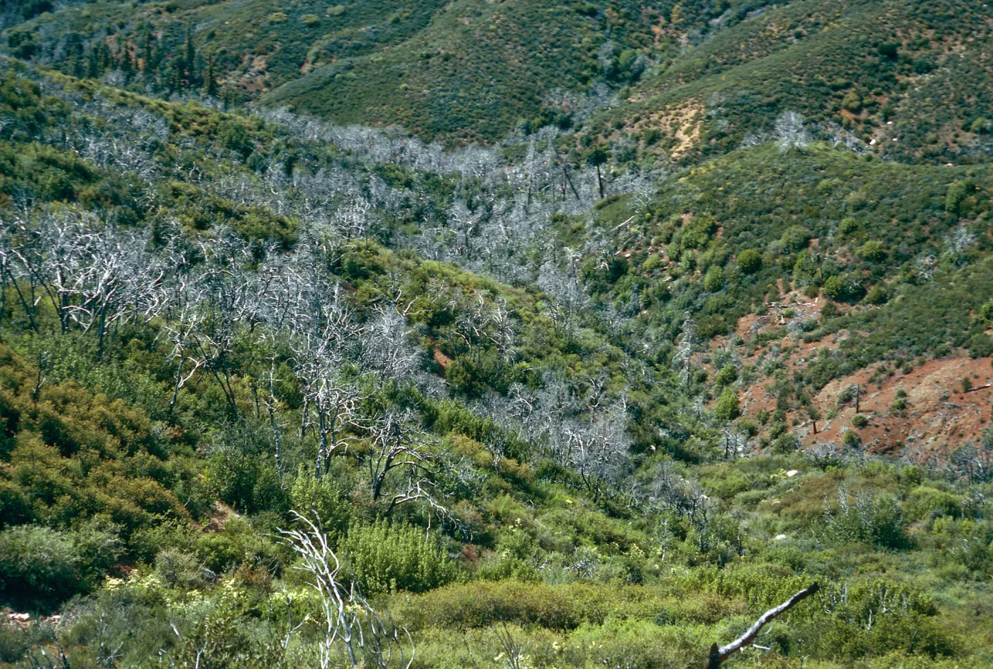 burned Cupressus sargentii, N-facing slopes, above Villa Creek, Lions Den, Big Sur