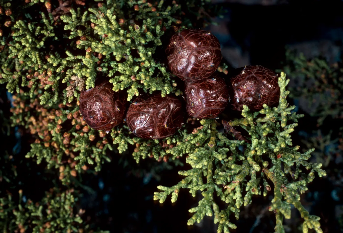 Cupressus sargentii, West Cuesta Ridge Road, San Luis Obispo County