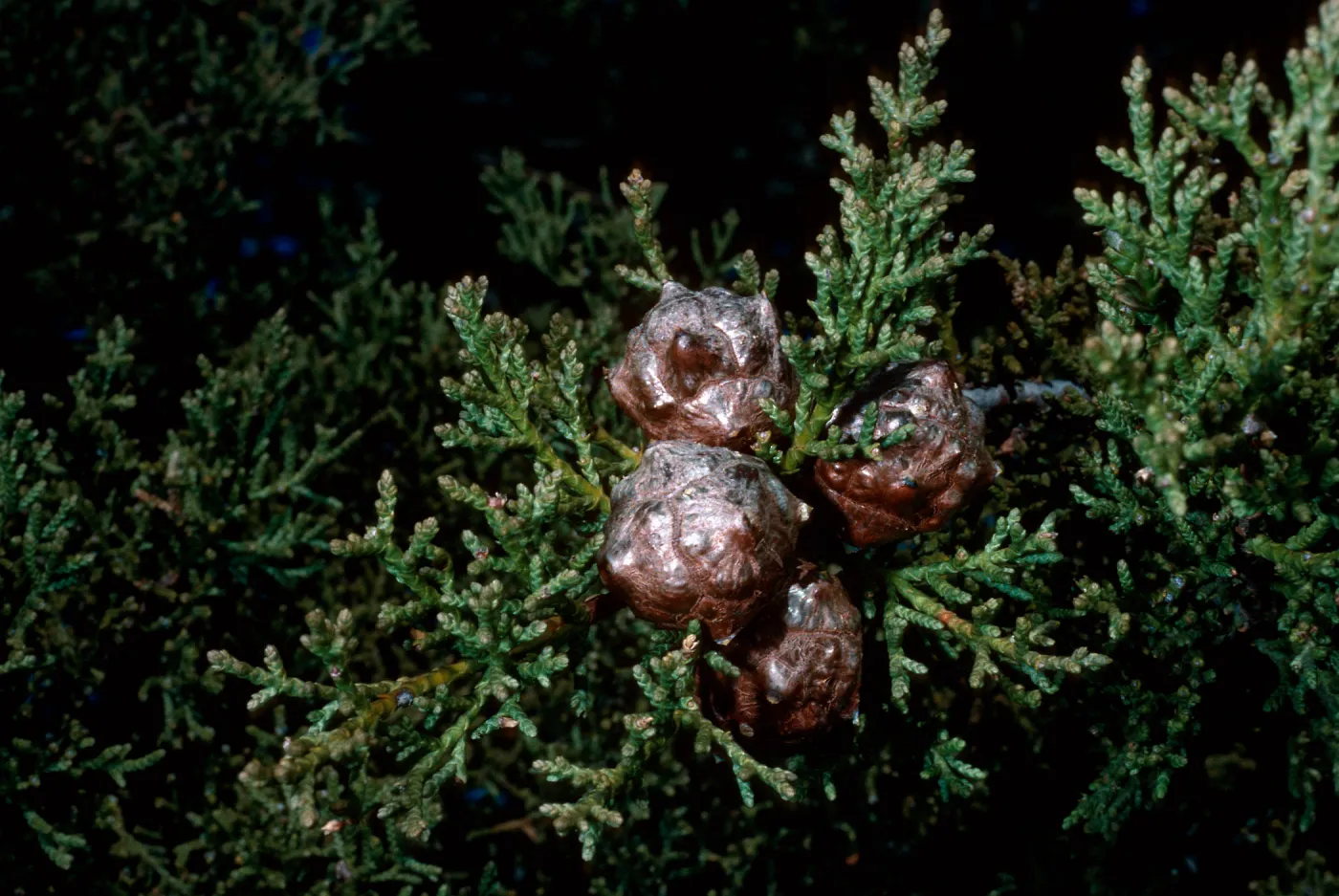 Cupressus sargentii, Cuesta ridge, San Luis Obispo County