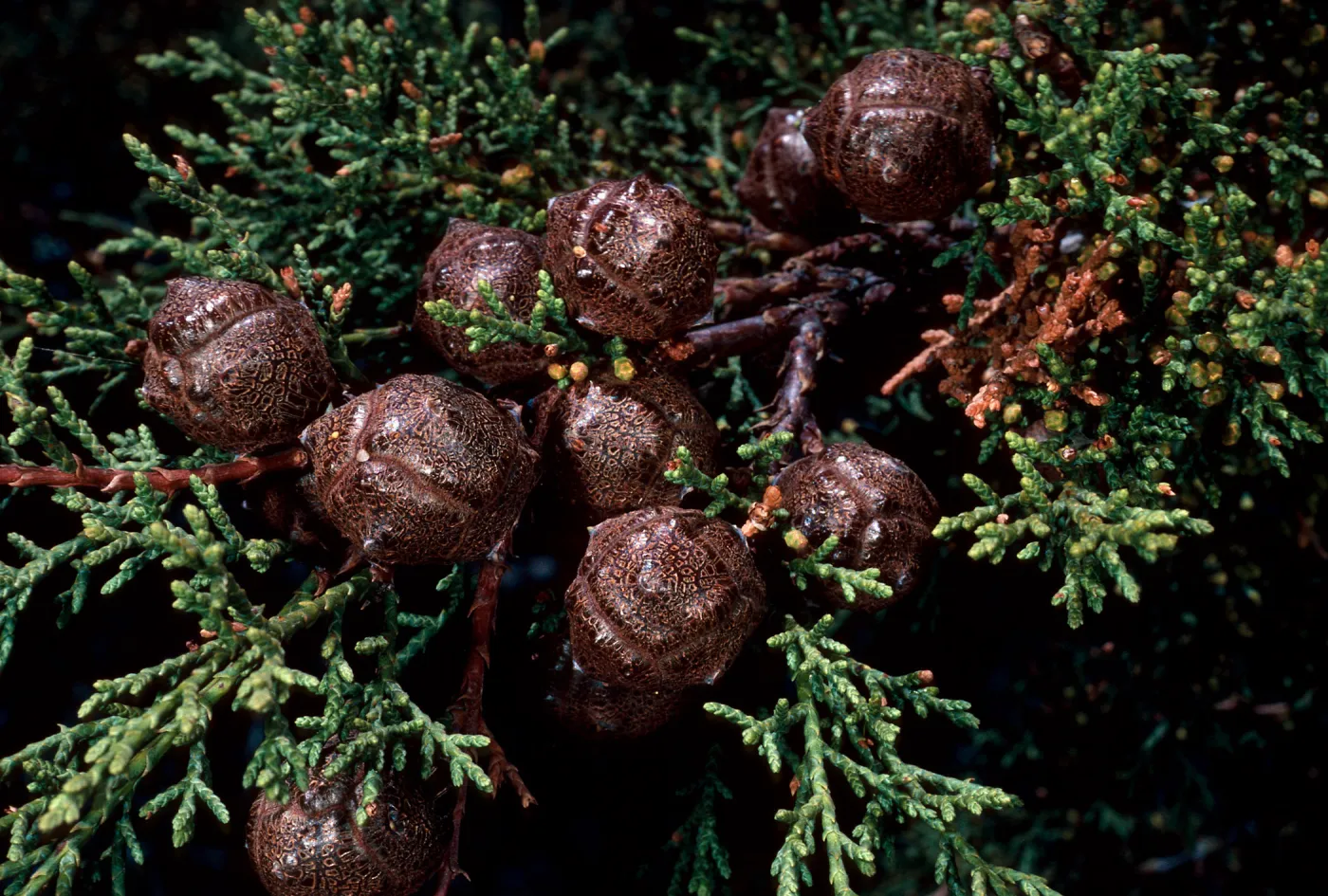 Cupressus sargentii, Cuesta Batanic Area, San Luis Obispo County