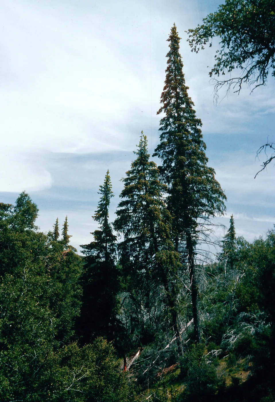 Abies bracteata, Villa Creek, Lions Den, Big Sur