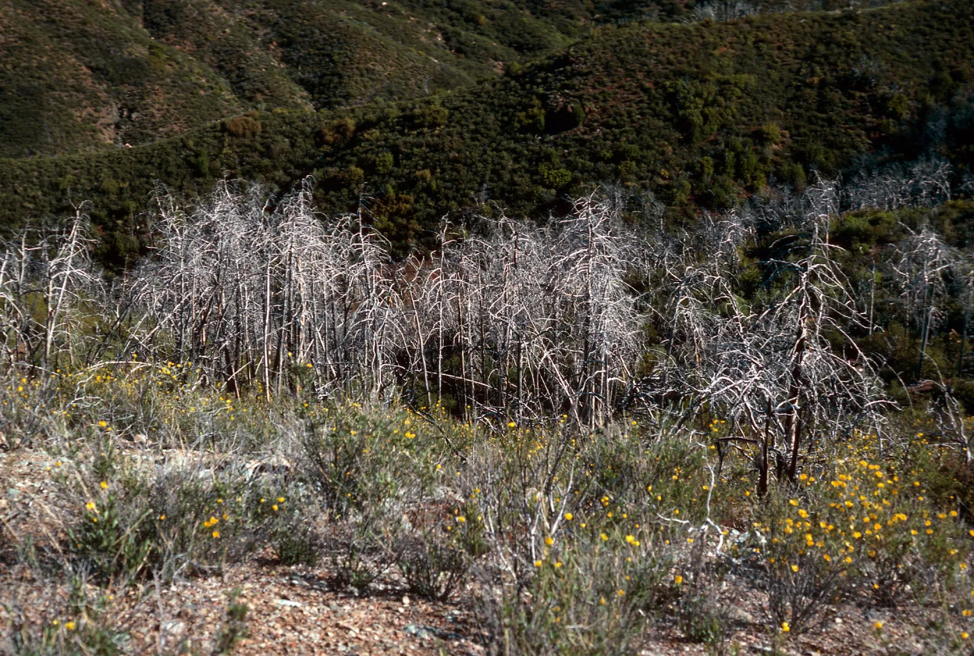 burned Cupressus sargentii, North of Peak 3205, Lions Den, Big Sur