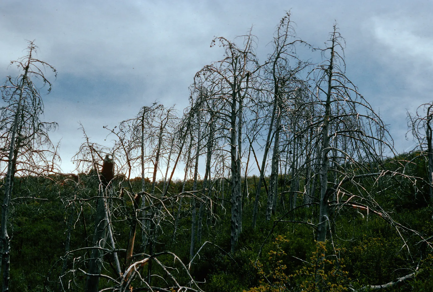 burned Cupressus sargentii, upper Cruickshank Trail, Lions Den, Big Sur