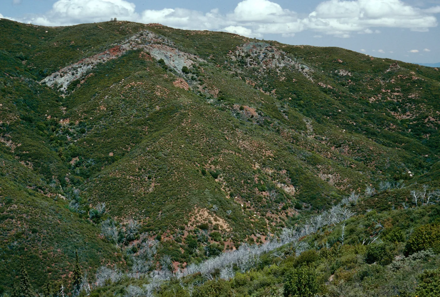 burned Cupressus sargentii, from Peak 3205, Lions Den, Big Sur