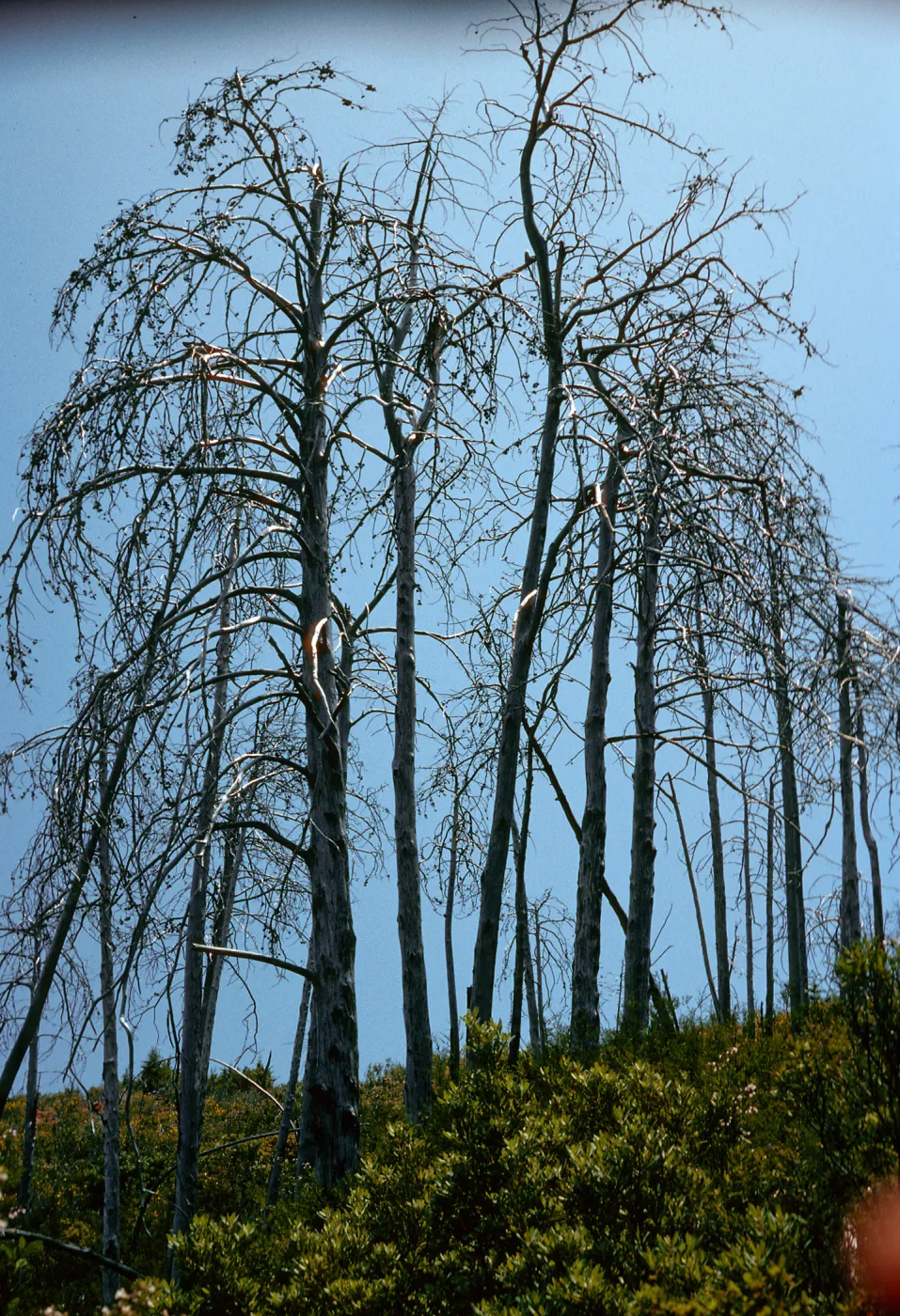 burned Cupressus sargentii, Lions Den, Big Sur