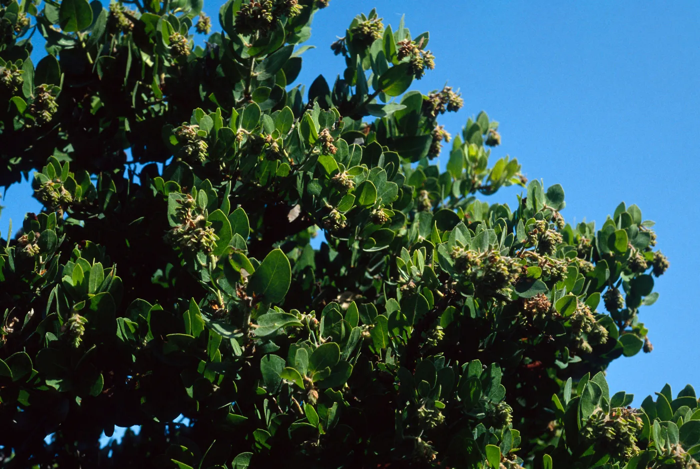 Arctostaphylos confertiflora (Santa rosa island manzanita West of Torrey Pines, Santa Rosa Island