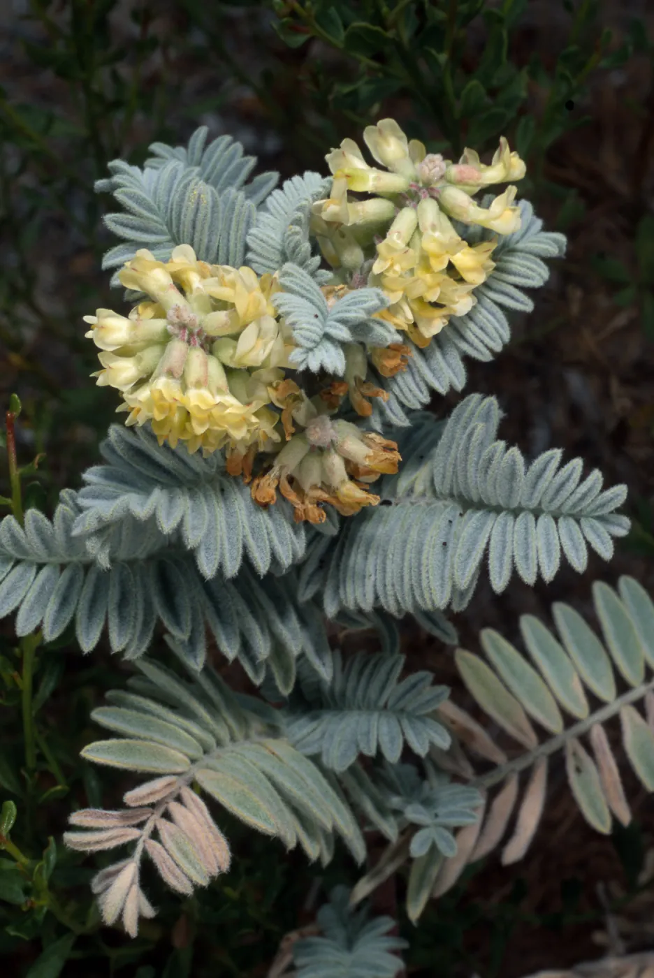 Astragalus pycnostachyus lanosissimus, Ventura