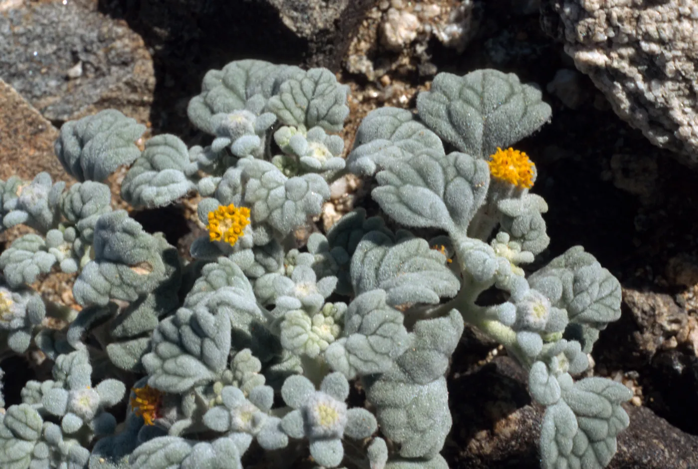 Psathyrotes ramosissma, Joshua Tree, South end