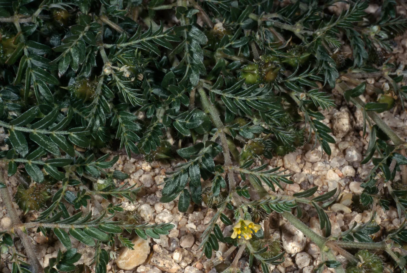 Tribulus terrestris, 29 Palms
