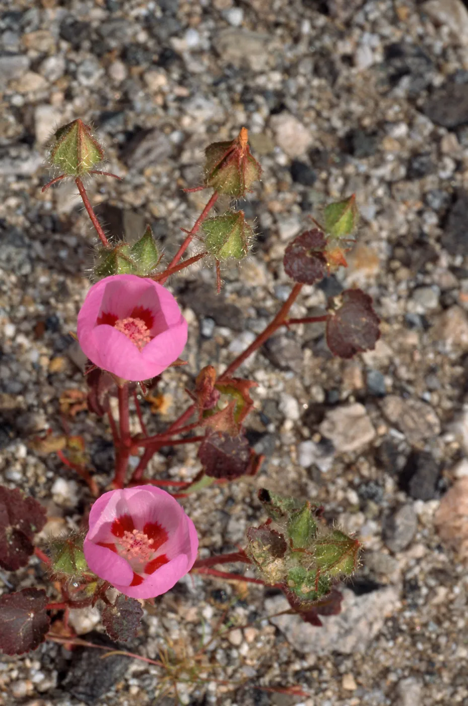 Eremalche rotundifolia, Pinto Basin, Joshua Tree