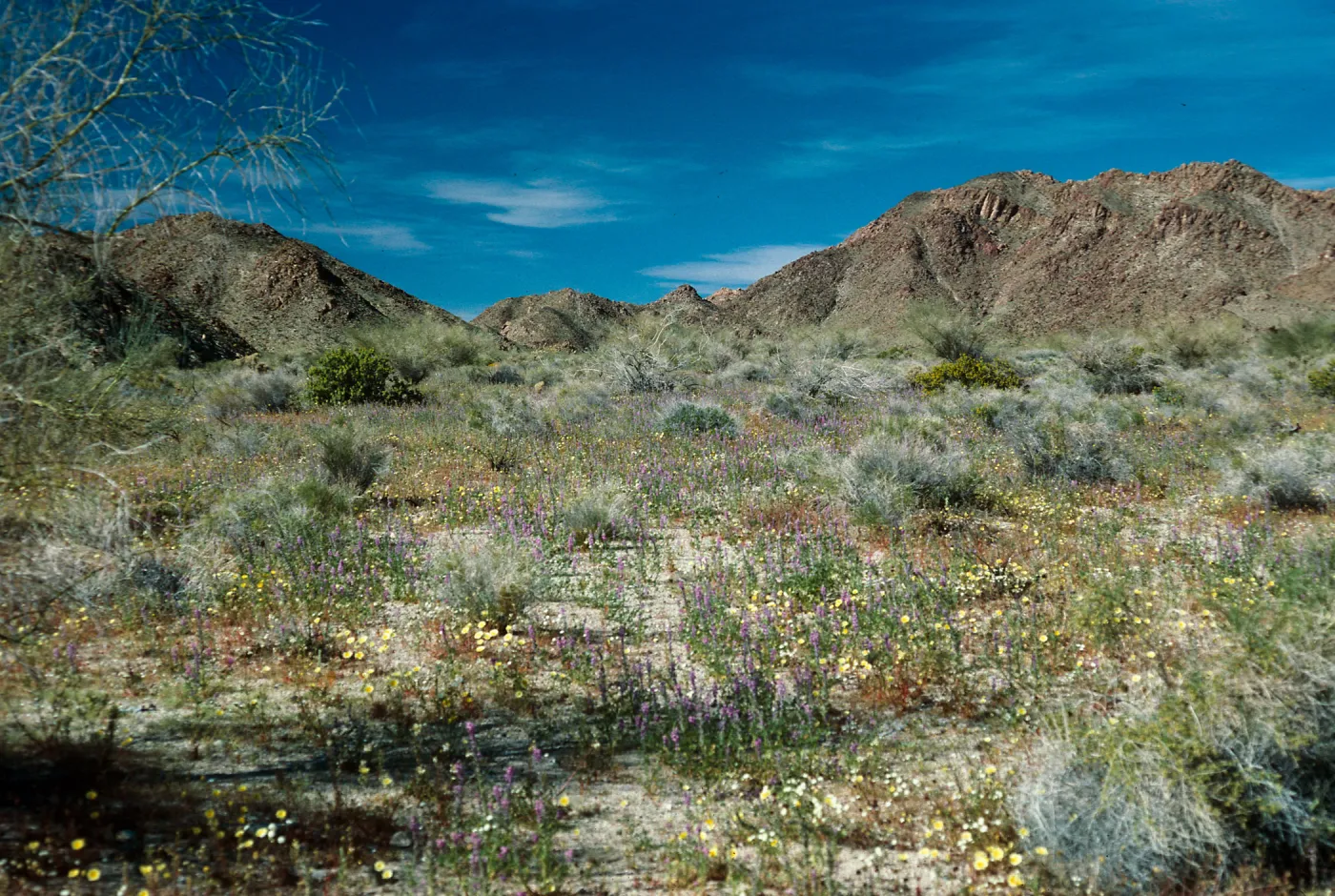 Cottonwood Springs Road, Joshua Tree
