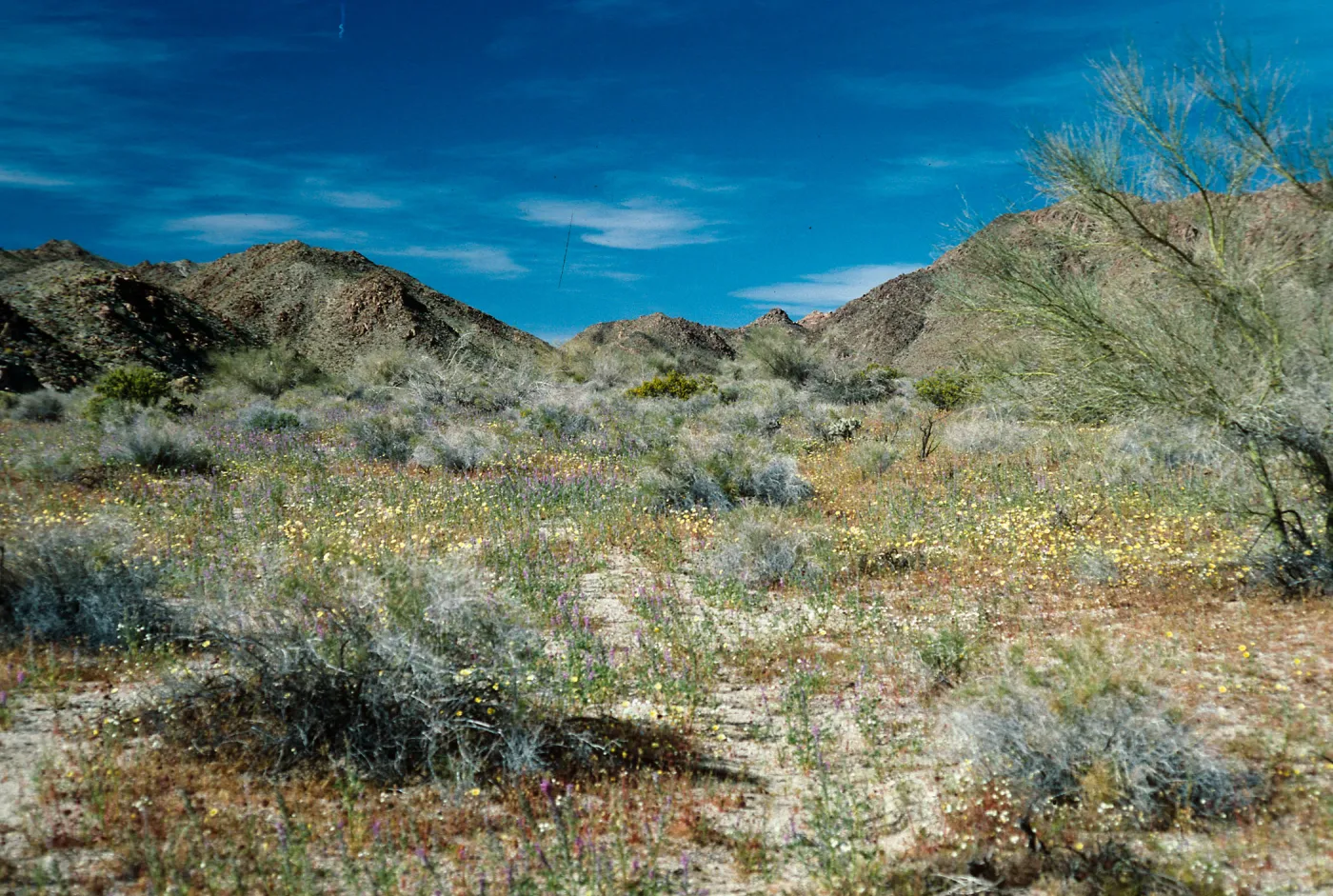 Cottonwood Springs Road, Joshua Tree