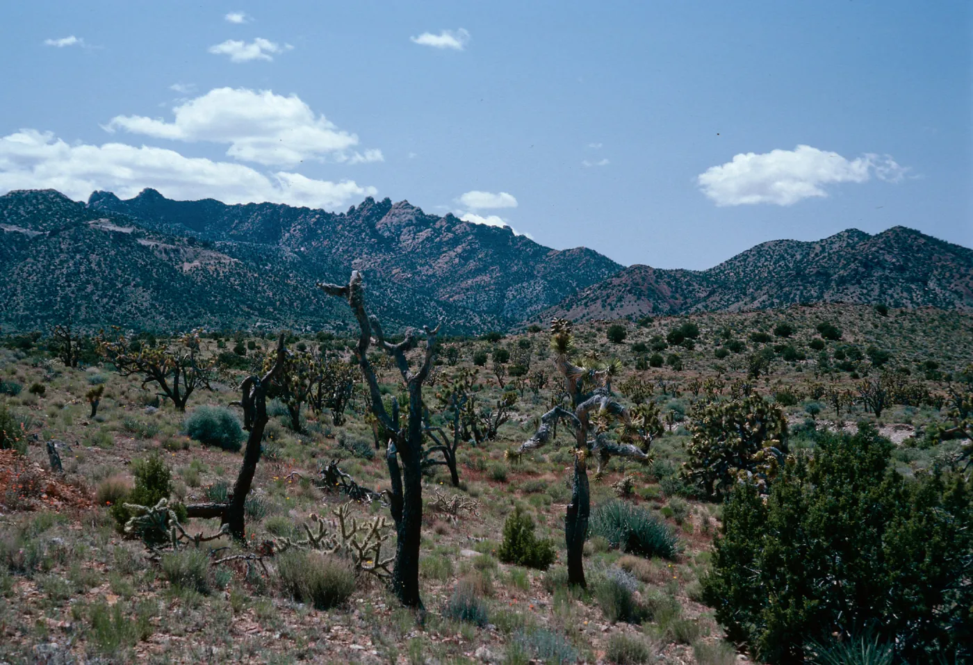 Joshua Tree Woodland, Keystone Canyon Road, New York Mountains, Joshua Tree